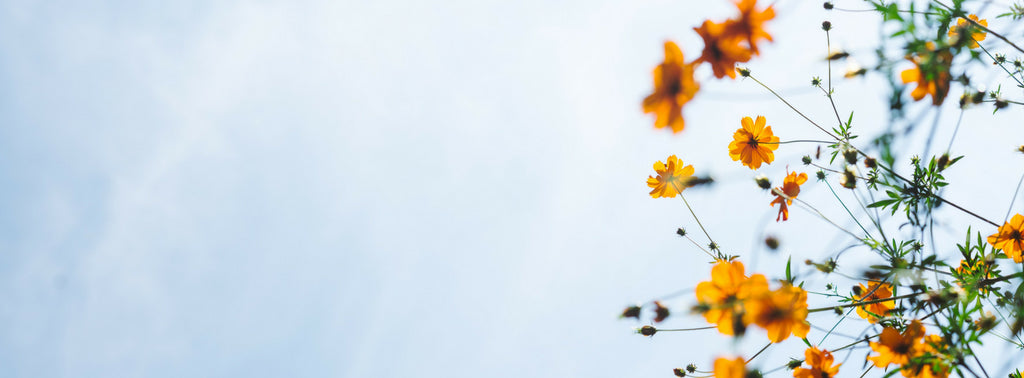 The Good Grains Give Model